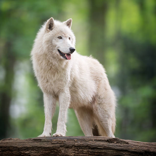 북극늑대 in 야생 - canadian timber wolf 뉴스 사진 이미지