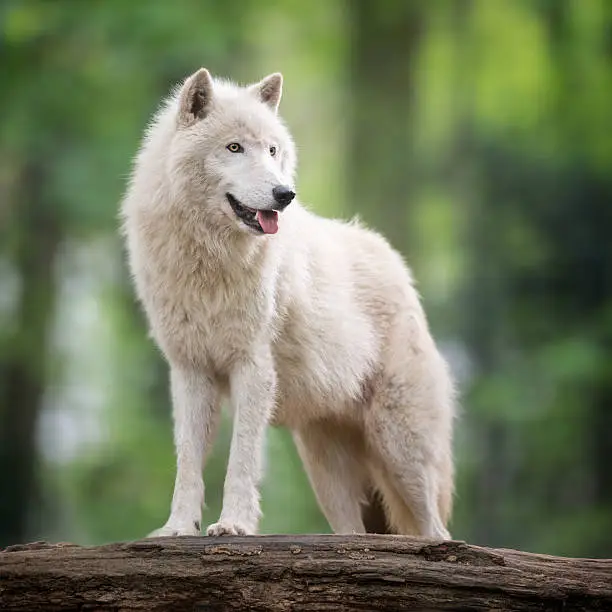 Arctic Wolves in Wildlife