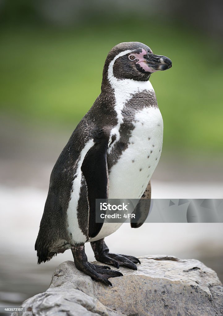 Humboldt Penguin, Spheniscus humboldti Humboldt Penguin (Spheniscus humboldti) Humboldt Penguin Stock Photo