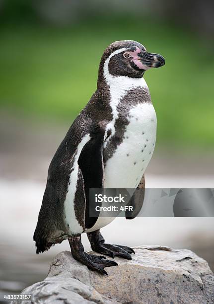 Humboldt Penguin Spheniscus Humboldti Stock Photo - Download Image Now - Humboldt Penguin, Penguin, South Africa