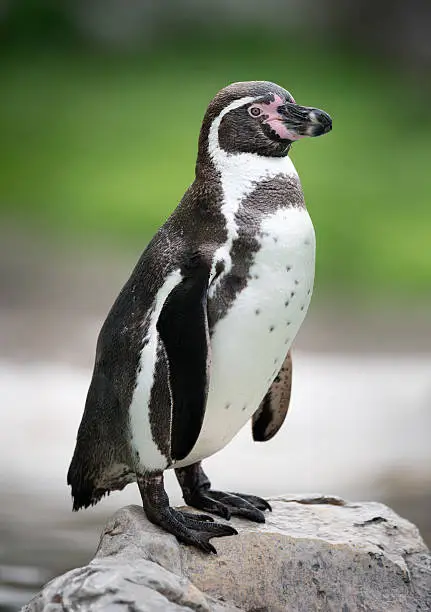 Photo of Humboldt Penguin, Spheniscus humboldti