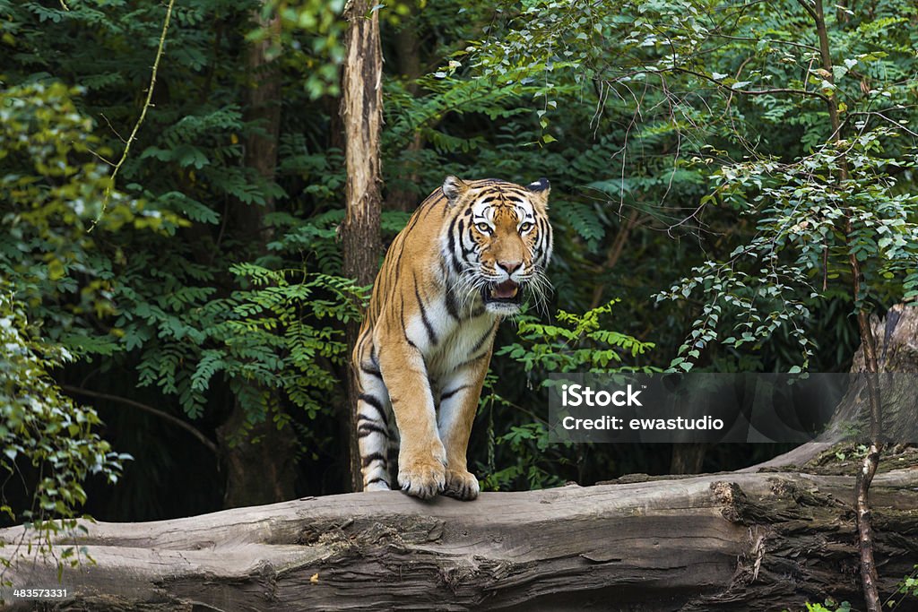 Tiger Bengal Tiger Stock Photo