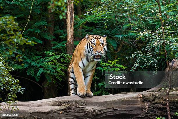 Tiger Stock Photo - Download Image Now - Bengal Tiger, Africa, Aggression