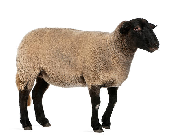 istock Female Suffolk sheep, Ovis aries, 2 years old, standing 483573761
