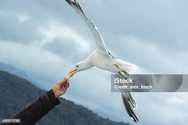 Foto de Gaivota A Comida De Mão e mais fotos de stock de Biscoito - Biscoito, Braço humano, Comer