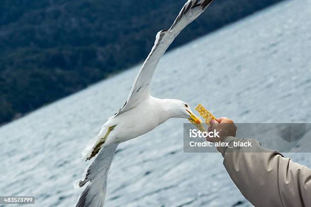 Photo libre de droit de Mouette Prendre De La Nourriture À La Main banque d'images et plus d'images libres de droit de Activité - Activité, Aliment, Attraper