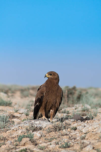 Steppe eagle Steppe Eagle (Aquila nipalensis) in desert area near the Caspian Sea, Kazakhstan steppe eagle aquila nipalensis stock pictures, royalty-free photos & images
