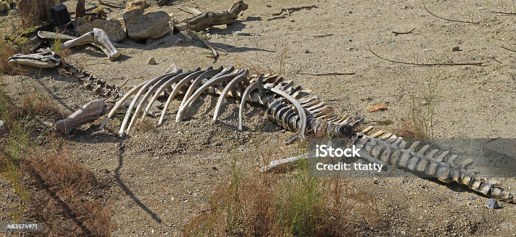 Tierisches Skelett - Lizenzfrei Tierisches Skelett Stock-Foto