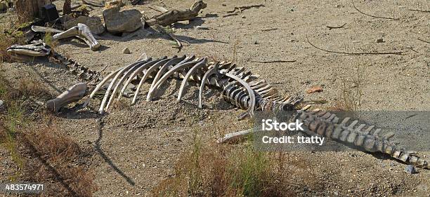Tierisches Skelett Stockfoto und mehr Bilder von Tierisches Skelett - Tierisches Skelett, Wüste, Dinosaurier
