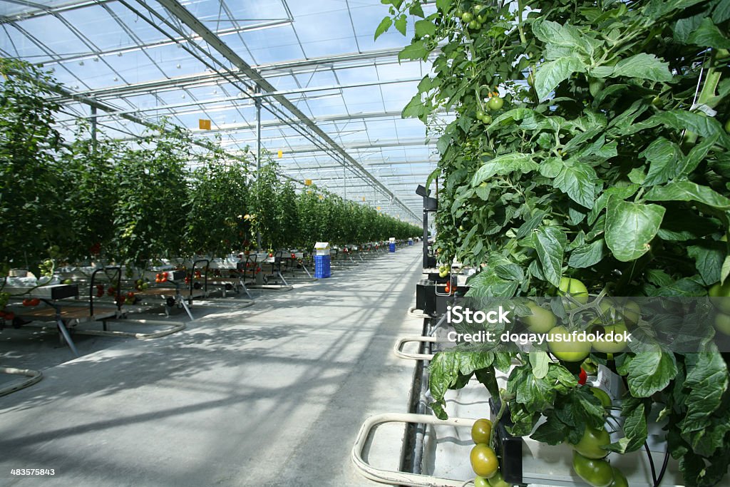 Efecto invernadero: Edificio agrícola - Foto de stock de Agricultura libre de derechos