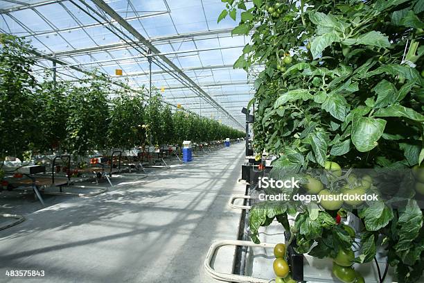 Efecto Invernadero Edificio Agrícola Foto de stock y más banco de imágenes de Agricultura - Agricultura, Alimento, Botánica