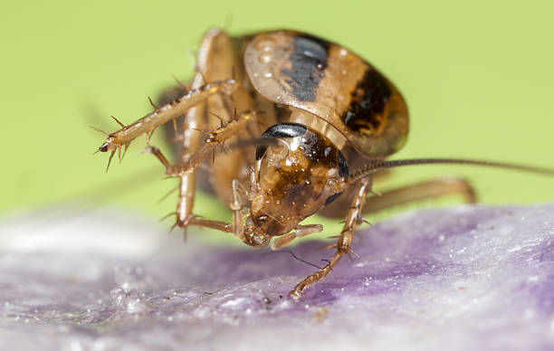The German cockroach (Blattella germanica) stock photo