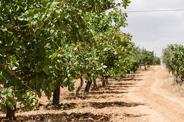 istock Pistachio trees, Antep , Turkey 483582244