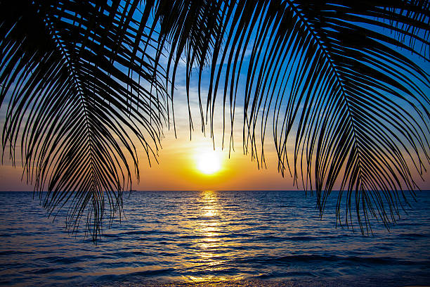 istock Beautiful tropical sunset with palm trees. 483582835