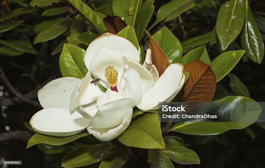 Magnolia Grandiflora lub Southern Magnolia. - Zbiór zdjęć royalty-free (Magnolia wielkokwiatowa)