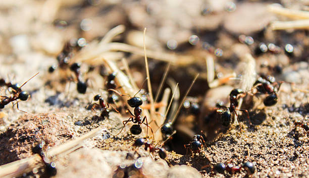 istock tireless giant black ants govern their world 483583156