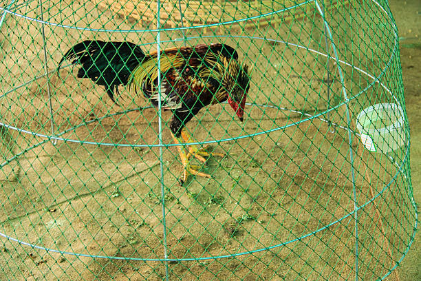 The Fighting Cocks in Chicken coop at Fighting Cocks Farm,Thailand