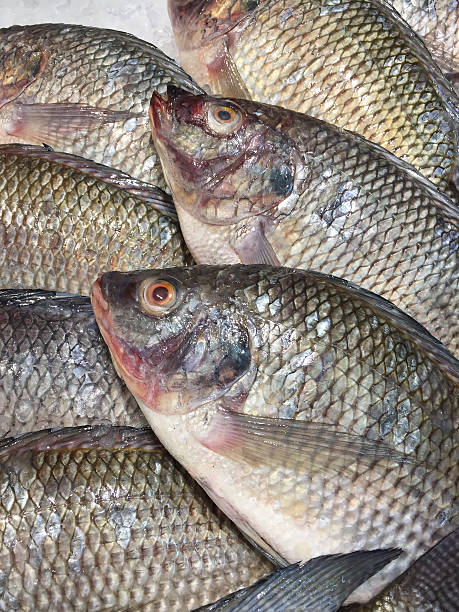 istock raw fish on ice in the supermarket 483583484