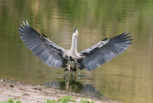 Grey Heron (Ardea cinerea) spreading its wings.