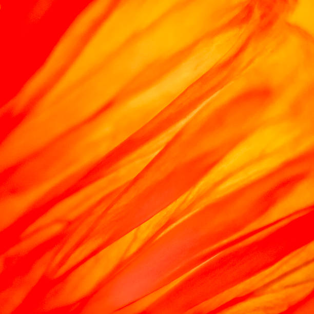 istock poppy flower, papaver 483583916
