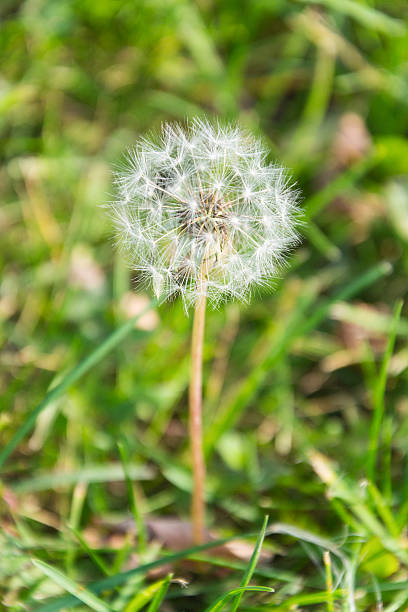 dente-de-leão com uma bola de sementes - dandelion uncertainty flower single flower - fotografias e filmes do acervo