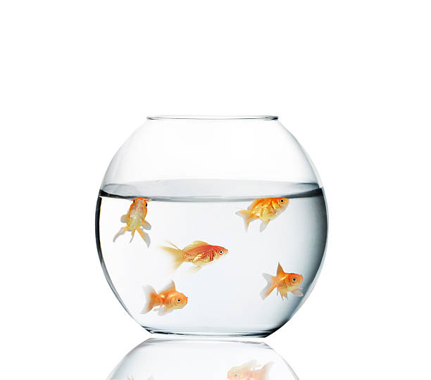 istock goldfish jumping out of  water 483584875