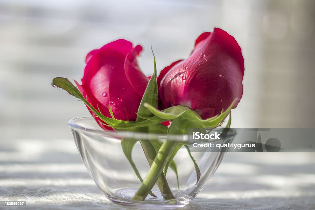 赤いバラ - 12本のバラのロイヤリティフリーストックフォト