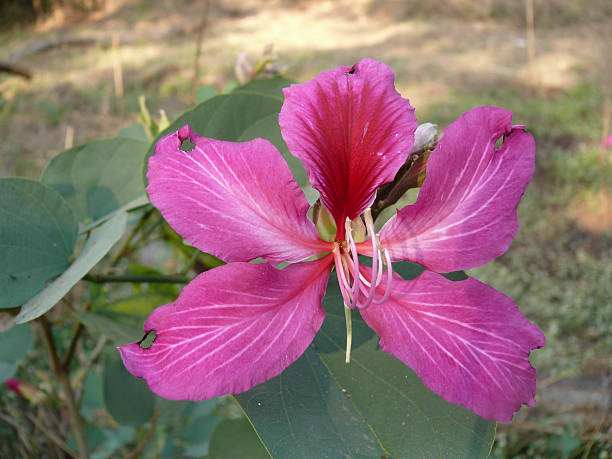 istock Flower of Orchid Tree, Varigated Bauhinia 483585271