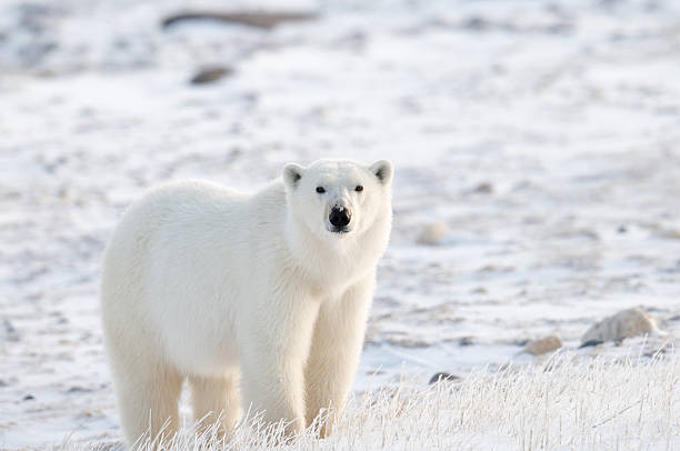 tundra polare - polar bear endangered species bear arctic foto e immagini stock