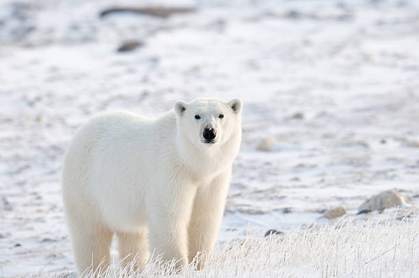 Tundra Polar Polar bear in the tundra of Churchill, Canada.  Nikon D300 with 400mm f/2.8. manitoba photos stock pictures, royalty-free photos & images
