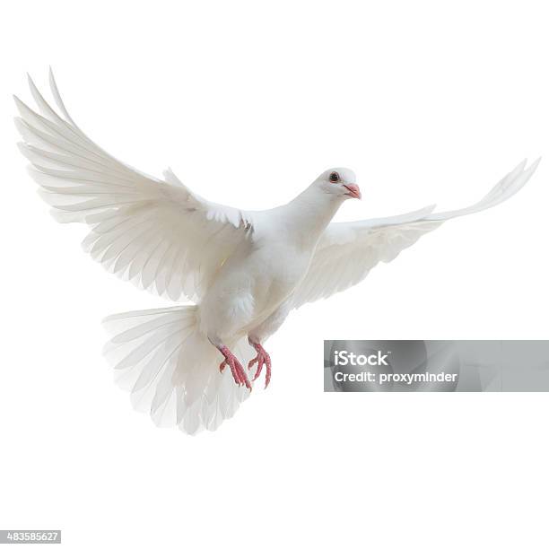 White Dove Isoliert Stockfoto und mehr Bilder von Zuchttaube - Zuchttaube, Wildtaube, Fliegen