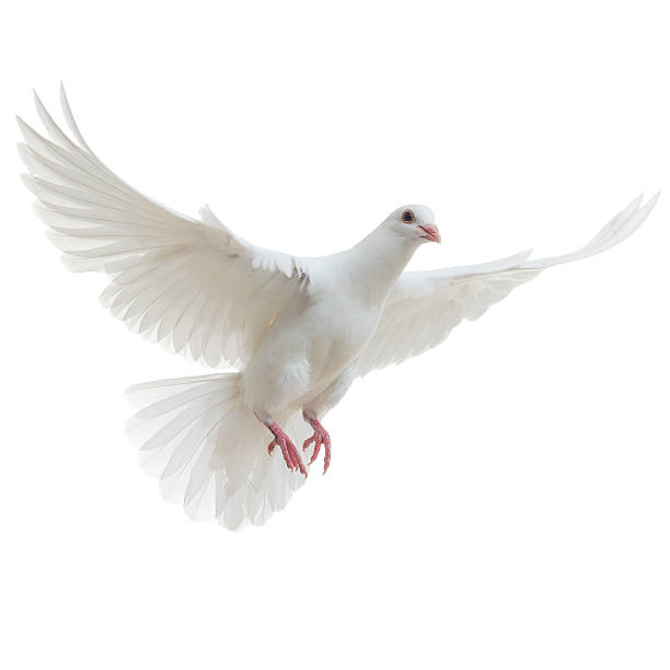 branco isolado pomba - bird wings imagens e fotografias de stock