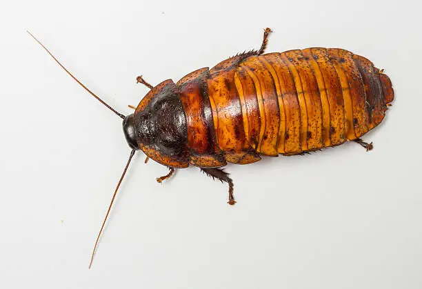 Photo of madagascar cockroach