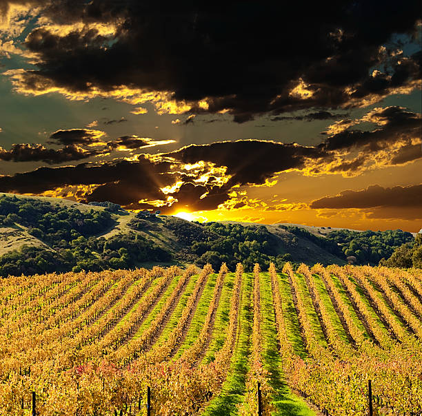 sonoma долина на закате - napa valley sonoma county vineyard autumn стоковые фото и изображения