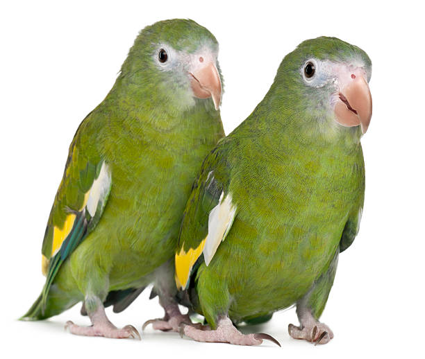 istock White-winged Parakeets, Brotogeris versicolurus, in front of white background 483586545