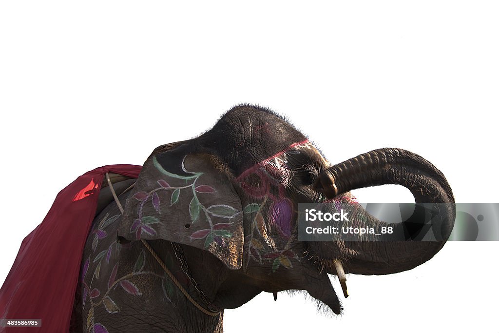 High anle view of elephant head isolated in white background Elephant festival, Chitwan 2013, Nepal 2013 Stock Photo