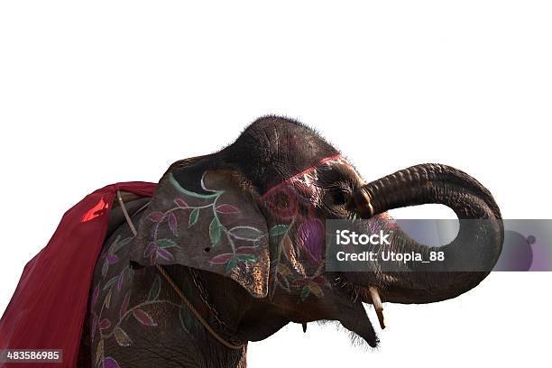 High Anle View Of Elephant Head Isolated In White Background Stock Photo - Download Image Now