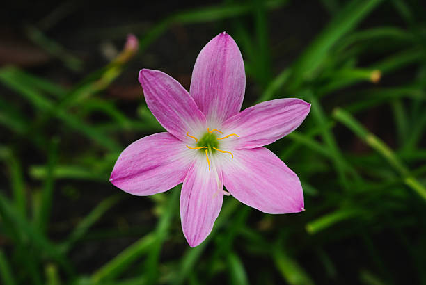istock Pink flowers in the garden 483587142