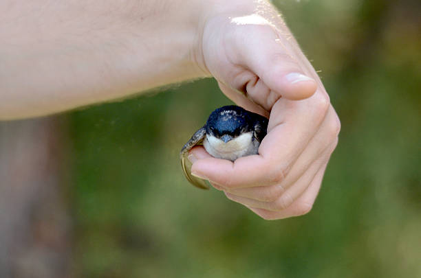 istock Barn swallow (Hirundo rustica) . Baby bird 483587272