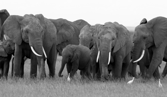 Black and white image of an approaching elephant herd.  Amboseli national park, Kenya.