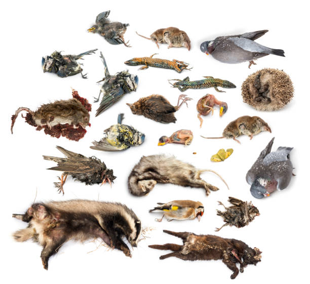 istock Dead animals in state of decomposition, isolated 483587373