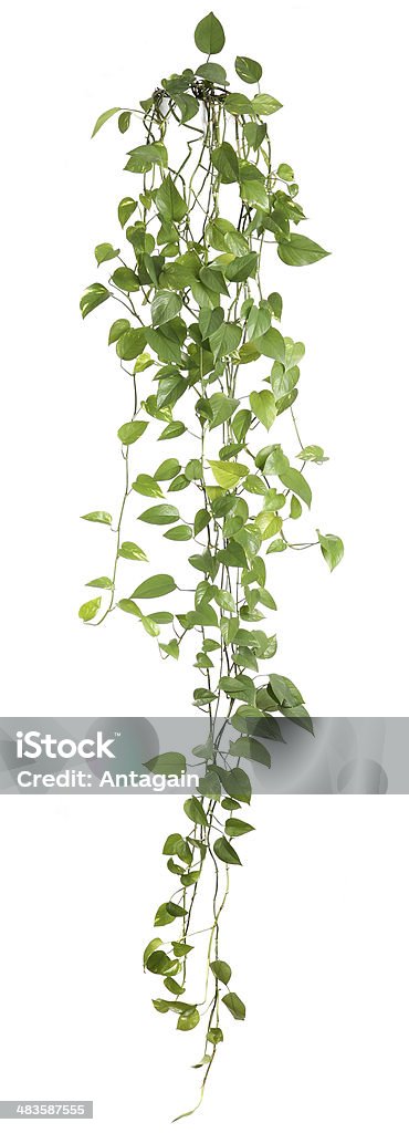Houseplant file_thumbview_approve.php?size=1&amp;id=8701929 Ivy Stock Photo