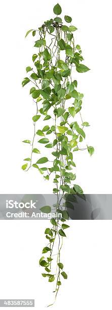 Houseplant Stock Photo - Download Image Now - Ivy, White Background, Cut Out