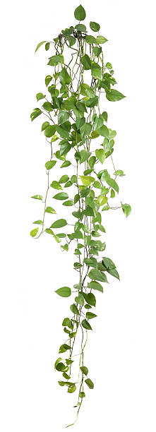 комнатное растение - вьющееся растение фотографии стоковые фото и изображения