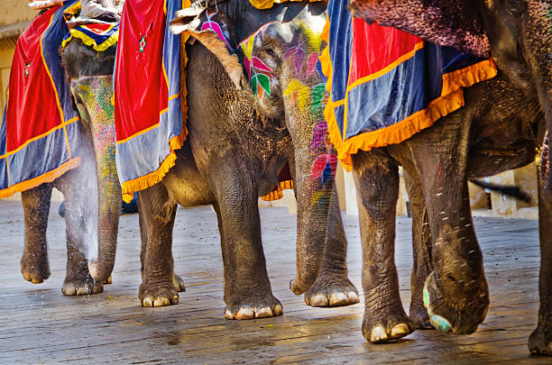 istock colorful Elephants in India 483587617
