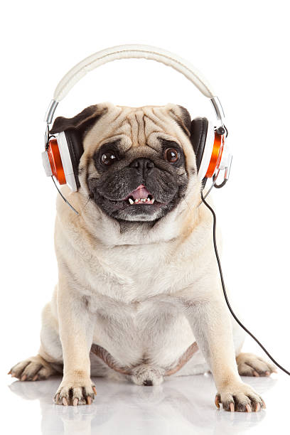istock dog listening to music. 483589305
