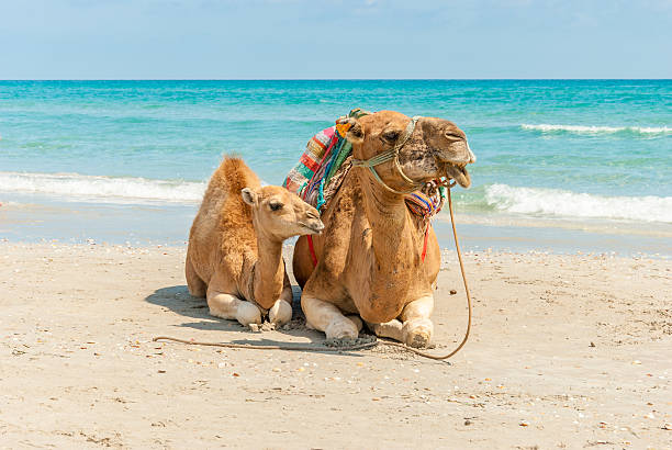 istock Two Camels Sitting on the Beach 483589947