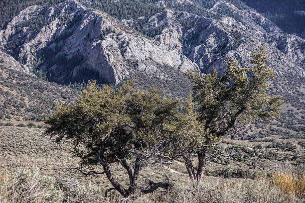 istock two trees in front of mountains 483590045