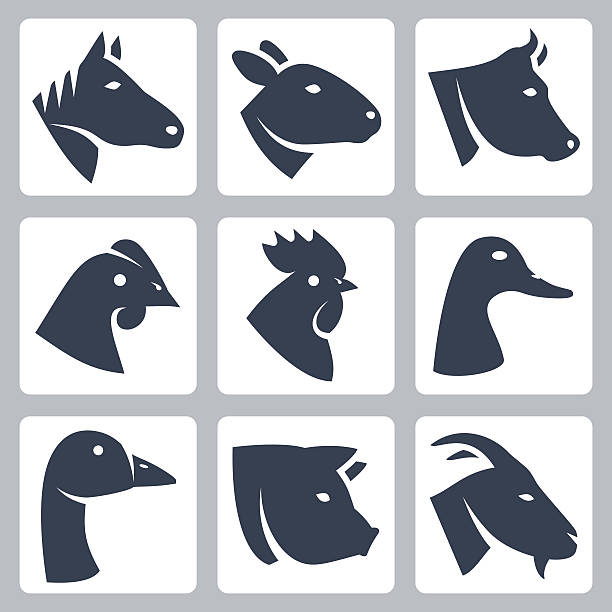 ilustrações de stock, clip art, desenhos animados e ícones de vector conjunto de ícones de animais doméstica - lamb young animal sheep livestock