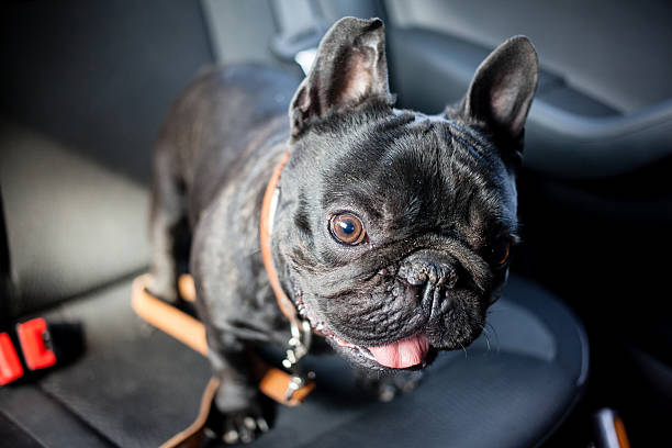 istock french bulldog in car 483590814